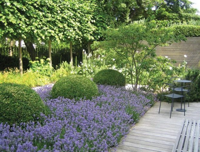 Low Maintenance Lavender