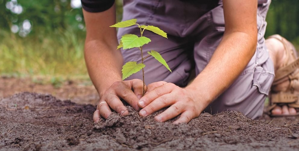 Plant a Tree