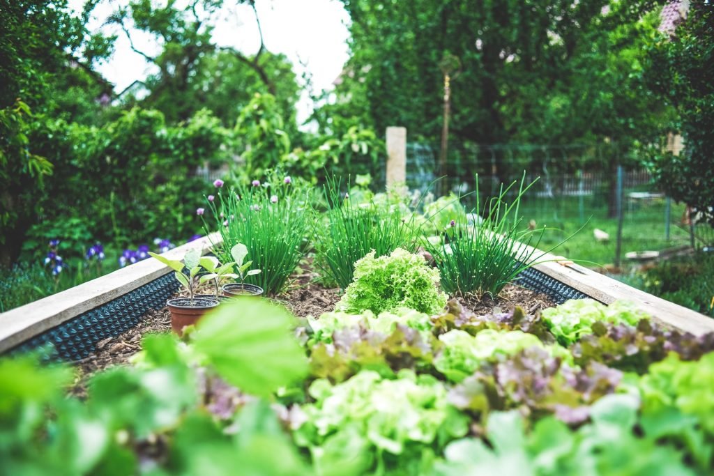 Backayrd Gardening Backayrd Gardening