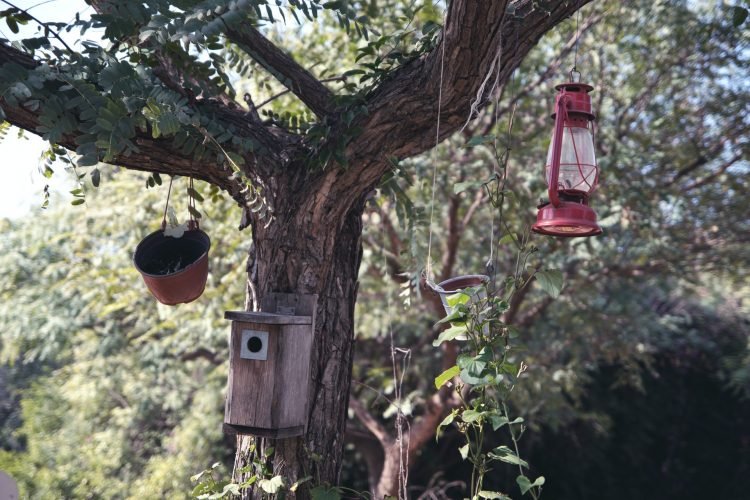 Bird Feeders Bird Feeders
