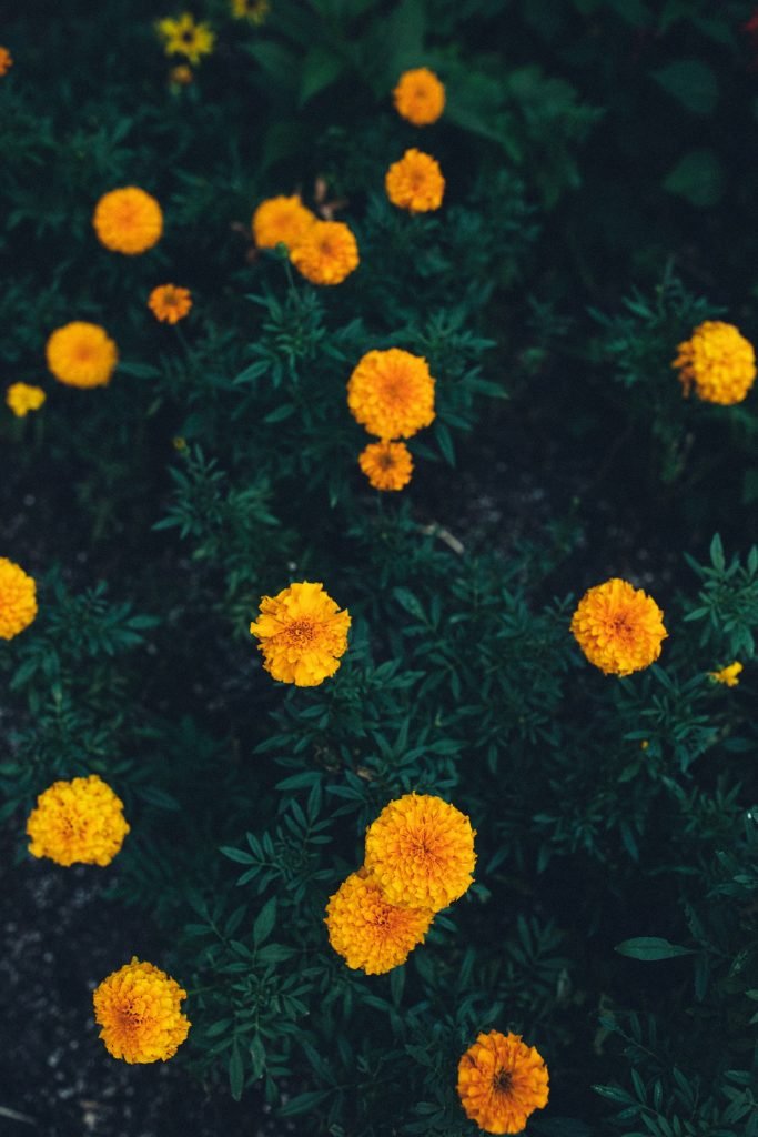 Marigold 1 Marigold
