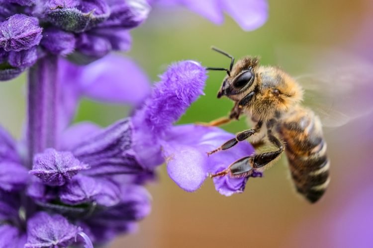 Pollinator Bee Pollinator Bee