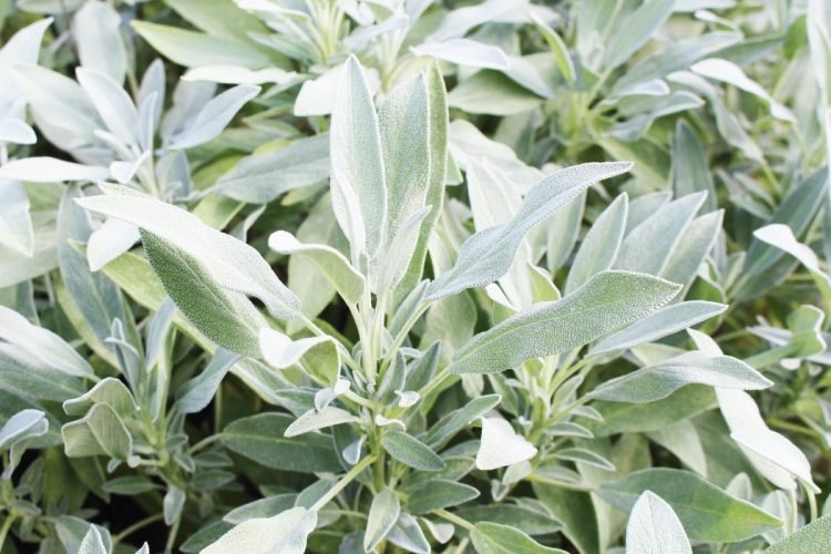 White sage