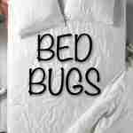 bed bugs