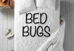 bed bugs
