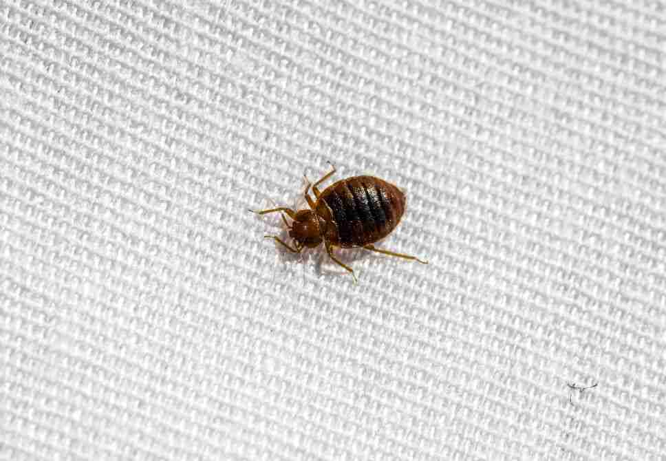 kill bed bugs